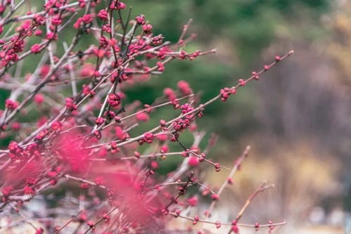 “花开如红绒绽放沙洲春色，这沙洲蕃红花的美丽之谜究竟隐藏着怎样的故事