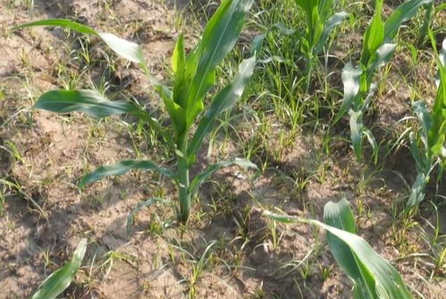 除草剂使用，避免药害发生