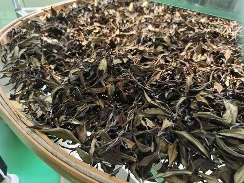探秘泰安茶溪谷乌龙早茶：一公斤价格一览