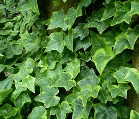 三、 植物吸收——大自然的绿意净化空气