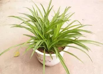 云南小区绿化总枯死，为何5种本土花卉存活率嫩提升85%？