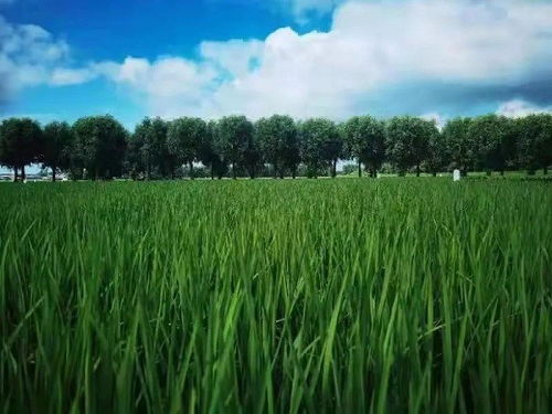 林下栽培：黑木耳的财富之路