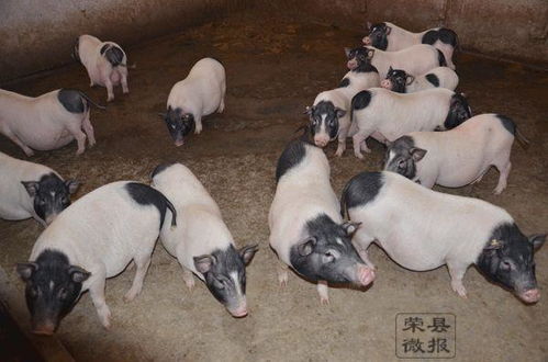 养殖特色小香猪，半年收入3.6万