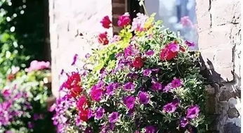 冬季花卉养护，这些小技巧你知道吗