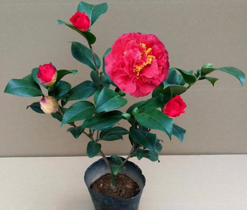 第七款：丁香香水月季