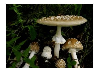 鹅中毒后的情况