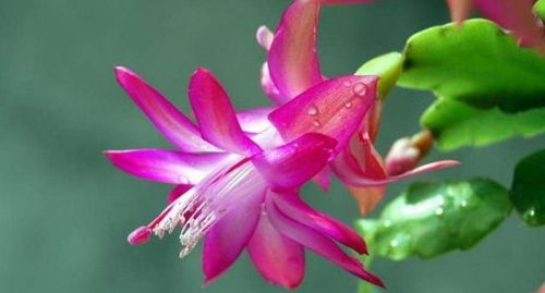 蟹爪兰花苞早期干枯，影响开花