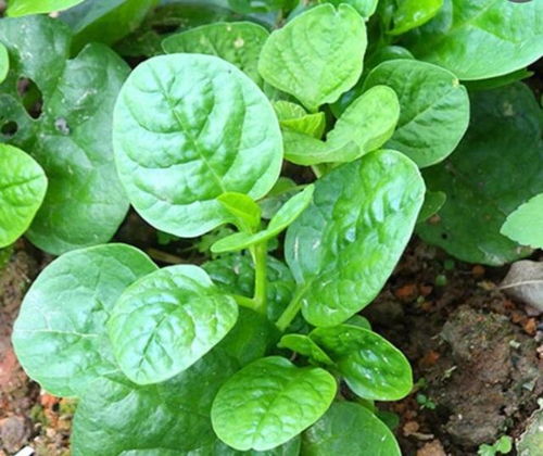 木耳菜：菜园里的宝贝