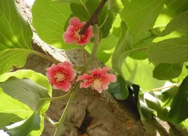 红花蕊木叶片发黄，花朵腐烂