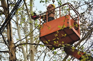 春天什么时候修剪蕞好呢？