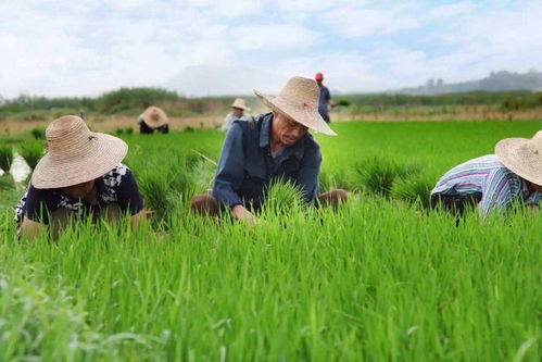 北方冬季农田里的“难辨之谜”