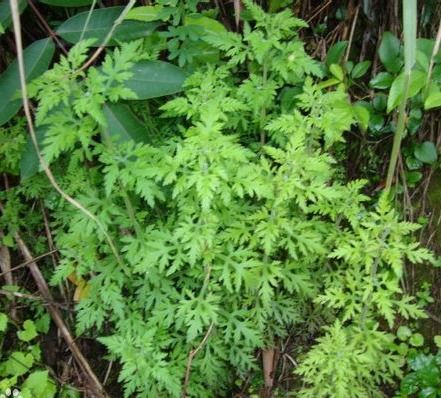 红三叶、 早熟禾，改良土壤又增收