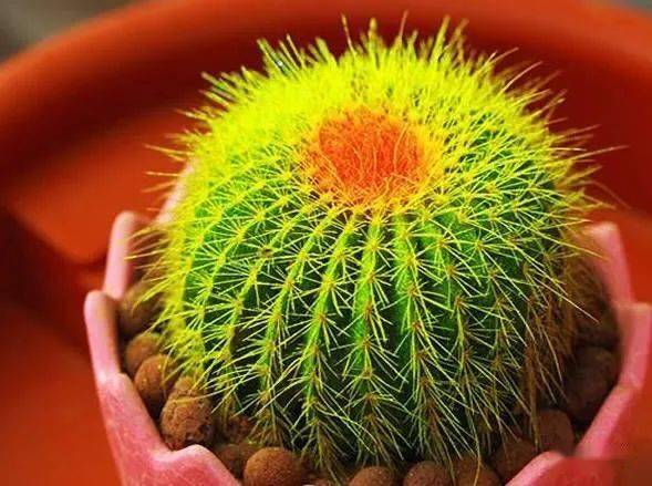 鸟巢花的肥料选择