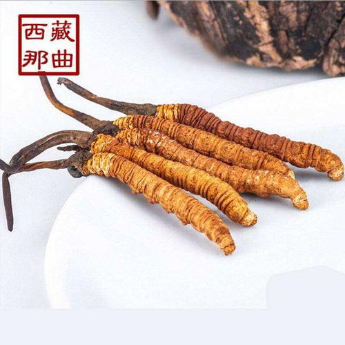 虫草价格是多少？看完这篇文章就全明白了