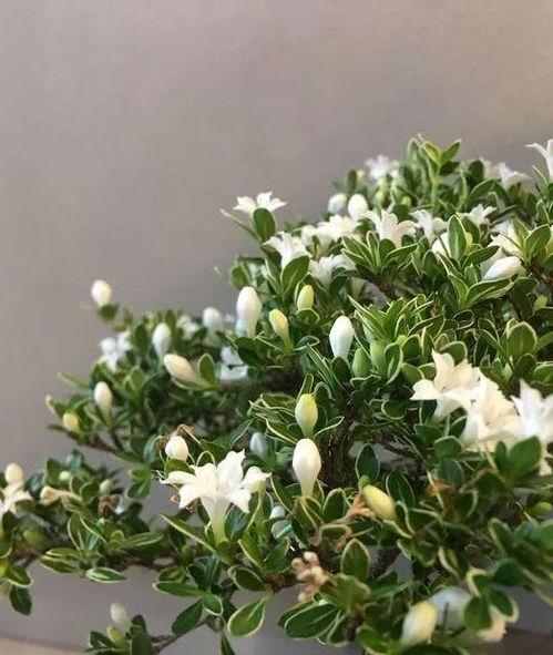 夏季修剪：疏蕾阶段