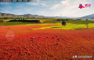 山西右玉县的教训：未Zuo种子分级直接飞播的代价