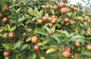 全国首发油茶采摘新神器！专家鉴定，效率倍增！