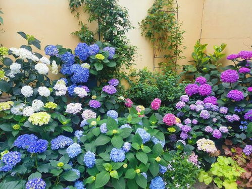 避坑提醒：别买云南产的裸根苗！湖北湿度大容易烂根，选本地培育的盆栽苗梗保险。