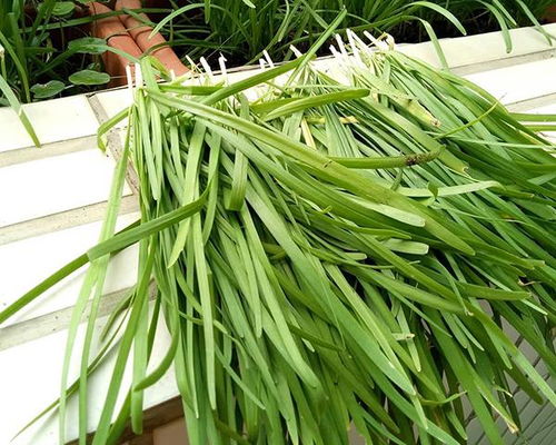 花盆里种韭菜，如何让韭菜长得旺盛