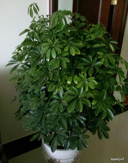 鸭脚木如何培养？气生根怎么形成