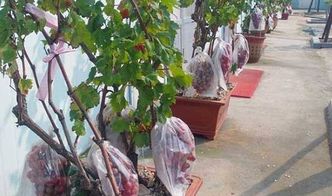 葡萄种植的阳光游戏