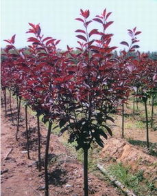 三大因素， 影响高度