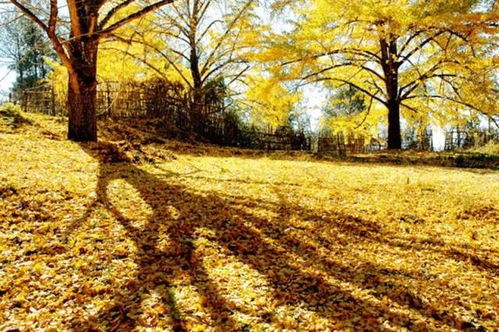 等待发芽：像等待宝宝的出生一样耐心