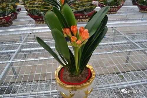 酸奶浇花？君子兰慎用！天然花肥还是选对吧！