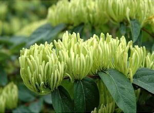 种植白笋子菜的Zui佳时间