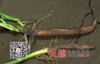 用药有讲究，别急躁