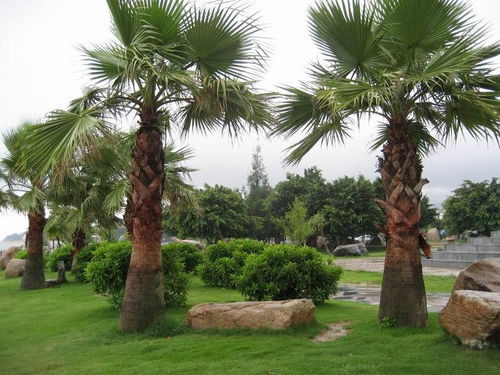 常绿树种：抗风小卫士