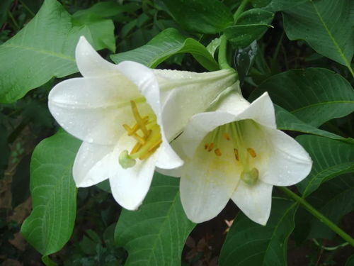 卧室摆放百合花，美观又健康？揭秘其美丽与适宜性！