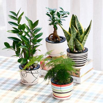 室内除甲醛花卉大盘点，新家空气如何快速净化？