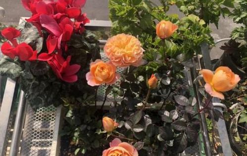 花卉黑腐烂根，如何彻底消毒杀菌