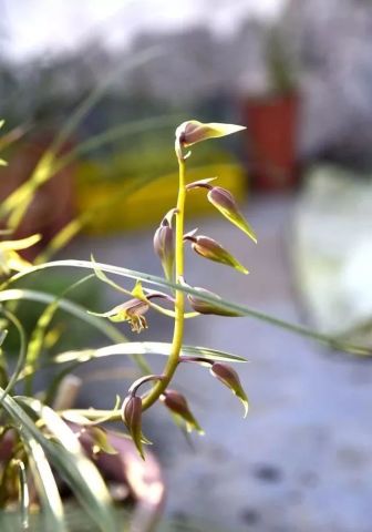 兰花在阳台上怎么浇水？浇多了会烂根吗