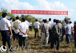 新宁县油茶产业升级：低产林改造会议圆满召开！