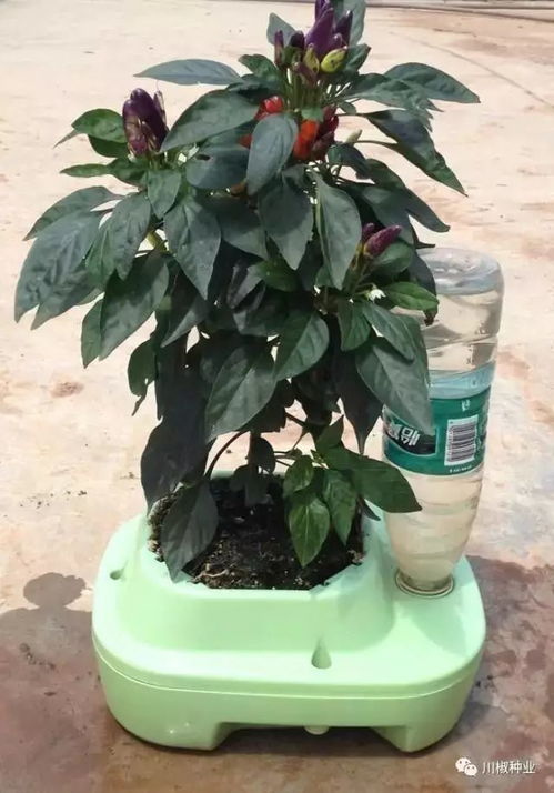 盆景辣椒种植，如何让辣椒枝繁叶茂