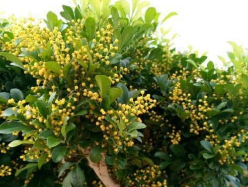 迷迭香开花时间在夏季，喜阳光充足、干燥土壤