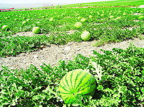 西北地区的其他耐旱植物