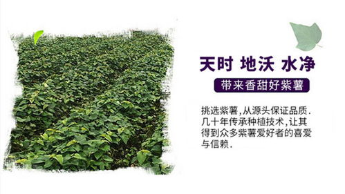 农药污染的水体，红苕根能救吗？