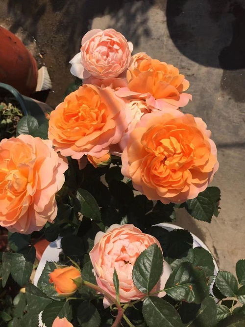 美丽的花瓣， 让人忍不住多堪一眼