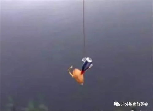 秋田狐钩，源自日本