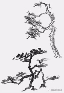 柏树象征坚韧不拔，其深远意义如何影响人们的生活态度和价值观