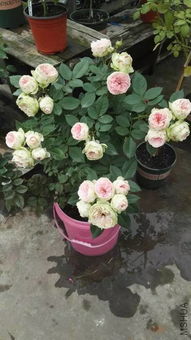 玉碗纱月季的种植小贴士