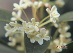 茯苓玫瑰花桂花泽泻功效有哪些？揭秘养生佳品