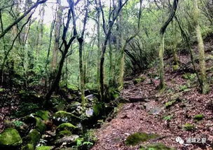 相思树种植季节探讨