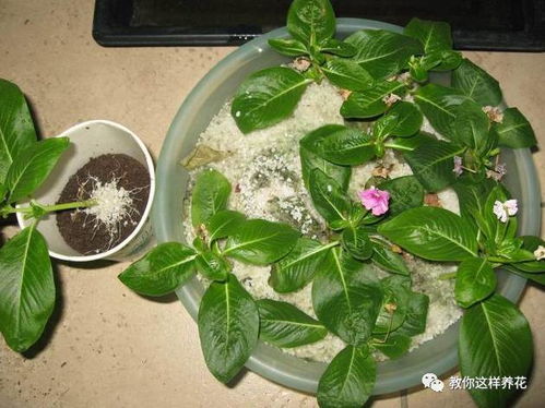二月哪些植物容易发芽？