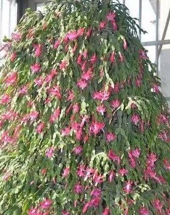 阳台种植小技巧