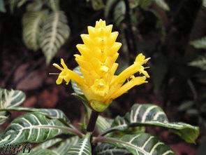 金脉单药花病虫害综合管理技术