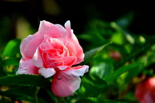 牵牛花的精准生物钟